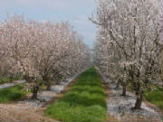 James Merrill Real Estate Orchard Land