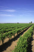 James Merrill Real Estate Vineyard Land Madera California